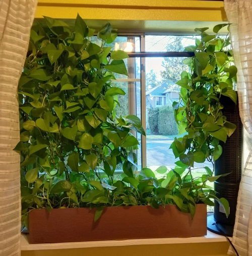 Pothos placed near a light source