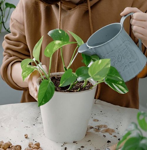 Applying fertilizer to pothos