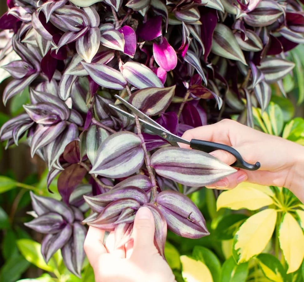 Pruning and Pinching for Fullness