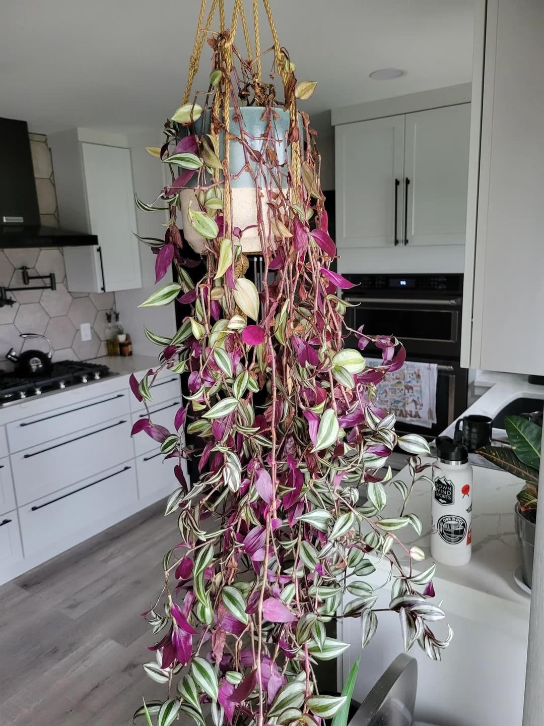 Watering for Healthy Vines