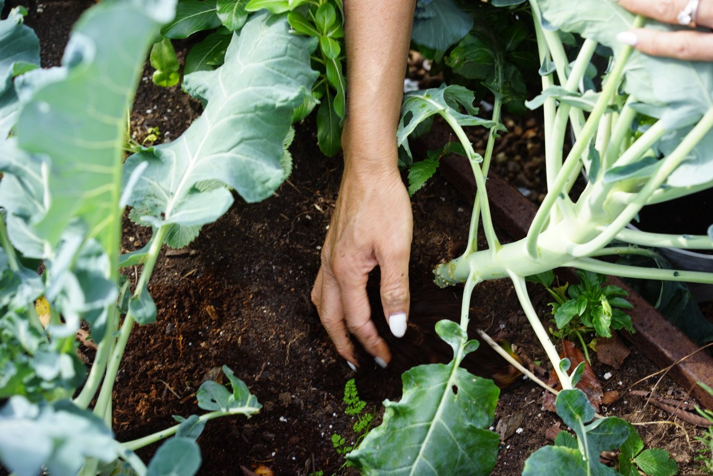 leaf mulch uses