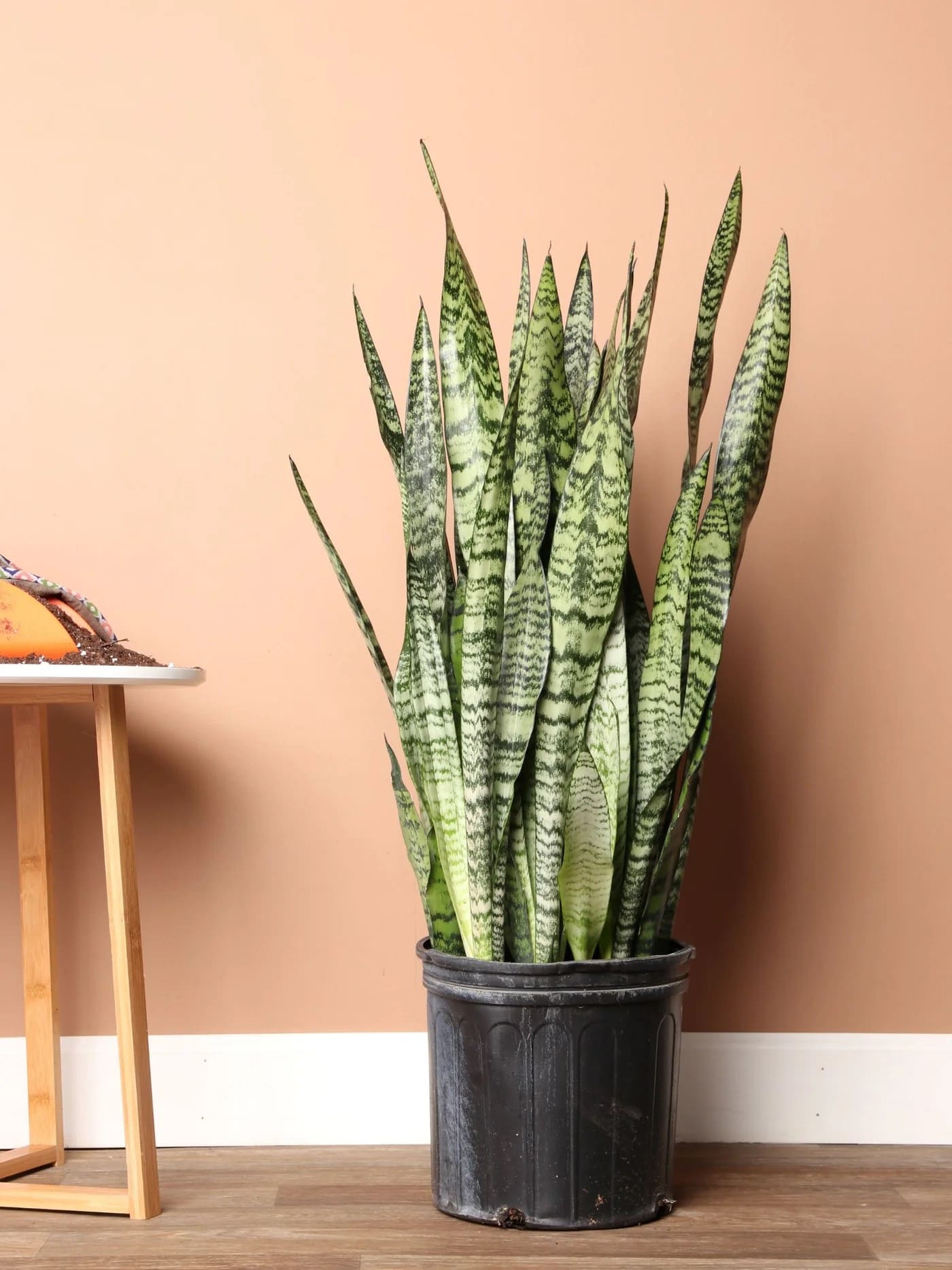 Sansevieria Zeylanica snake plant
