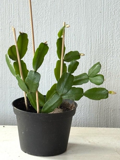 Christmas cactus buds