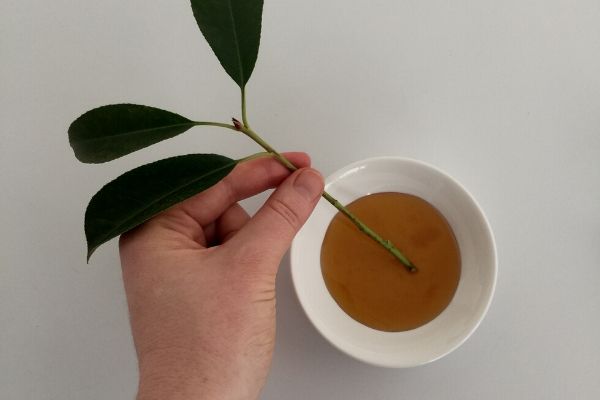 Plant cutting dipped in honey