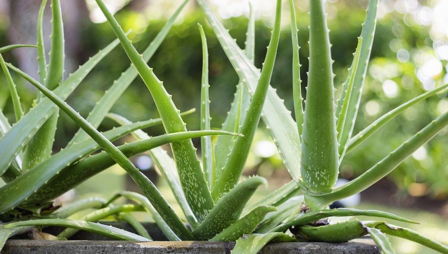 Aloe Vera outdoors during summer