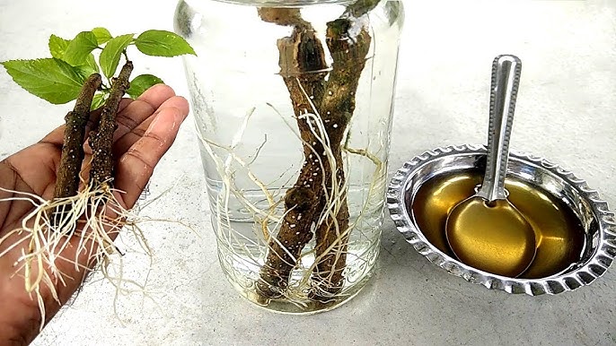 Biological rooting method illustration