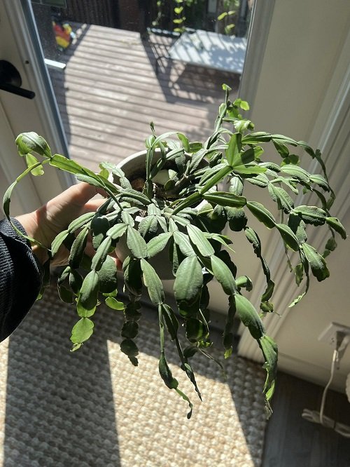 Christmas cactus near a window