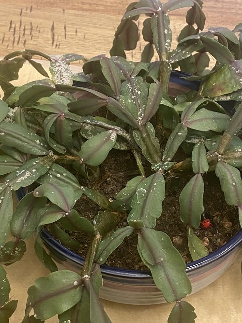 Pests on Christmas cactus