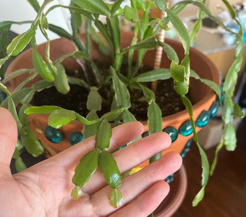 Pinching Christmas cactus