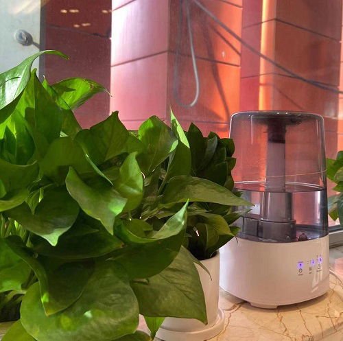 Pothos with a humidifier nearby