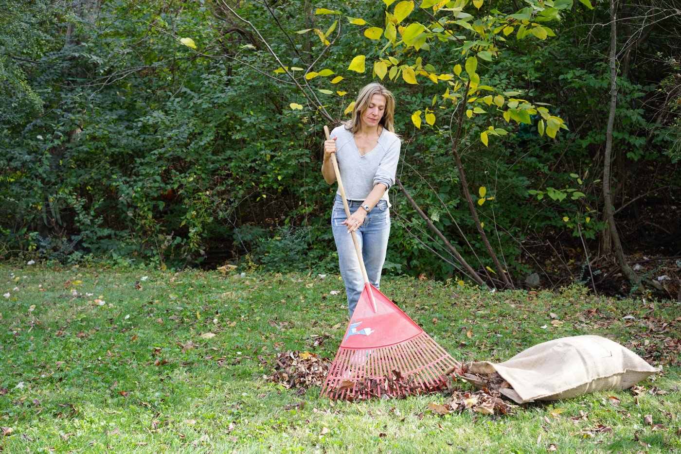 collect fall leaves for vegetable garden