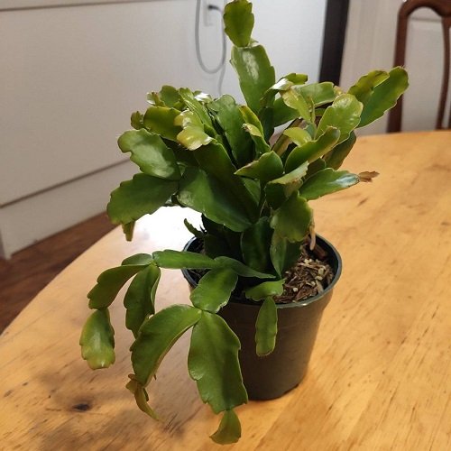 Christmas cactus in a small pot