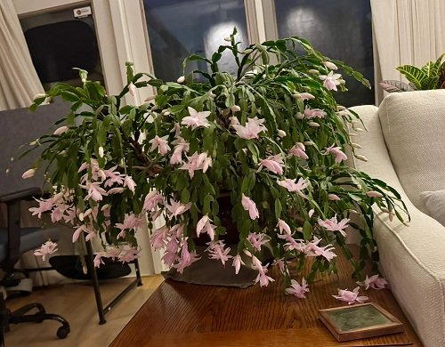 White Christmas cactus blooming