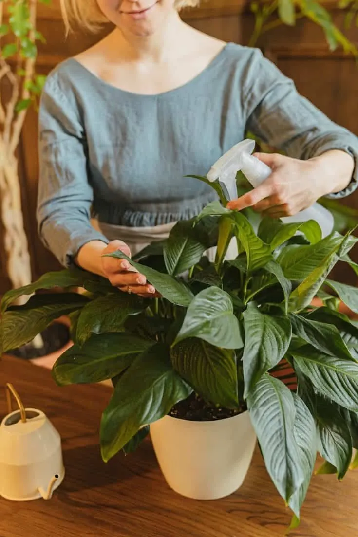 Watering and misting a peace lily
