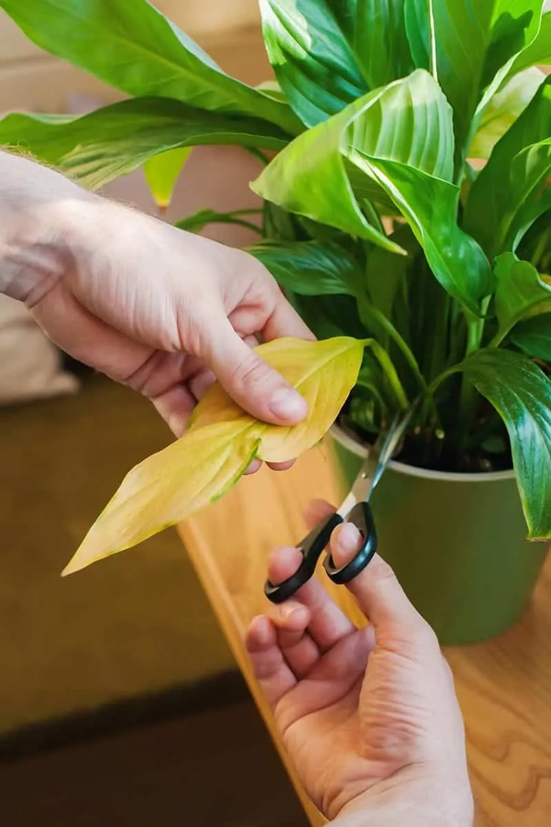 Pruning damaged peace lily leaves