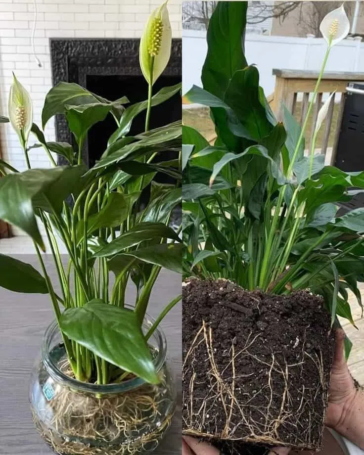 Repotting a root-bound peace lily