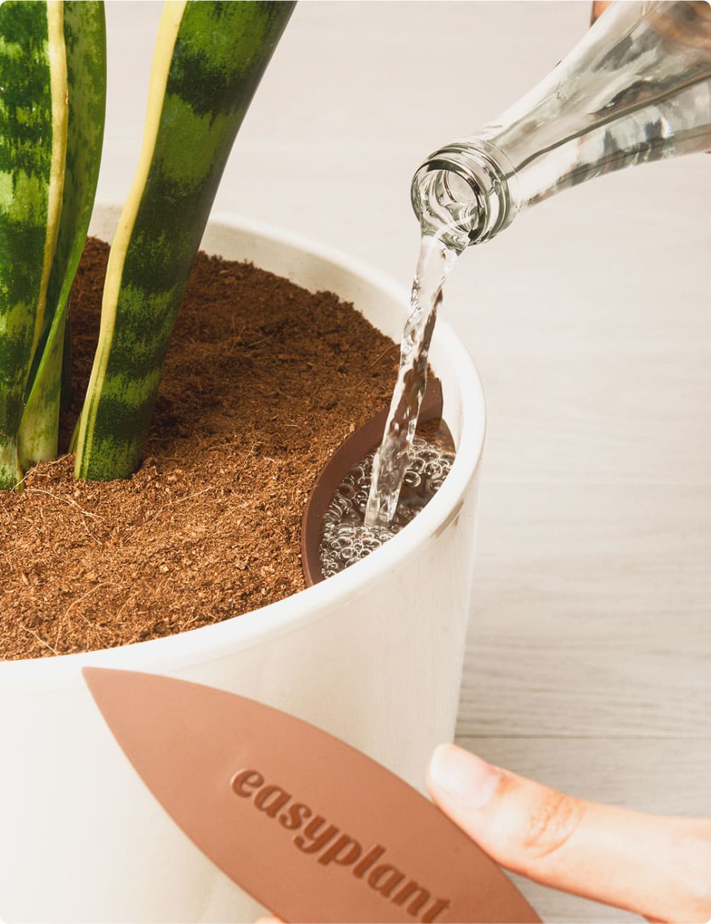 Proper watering strategy for snake plants