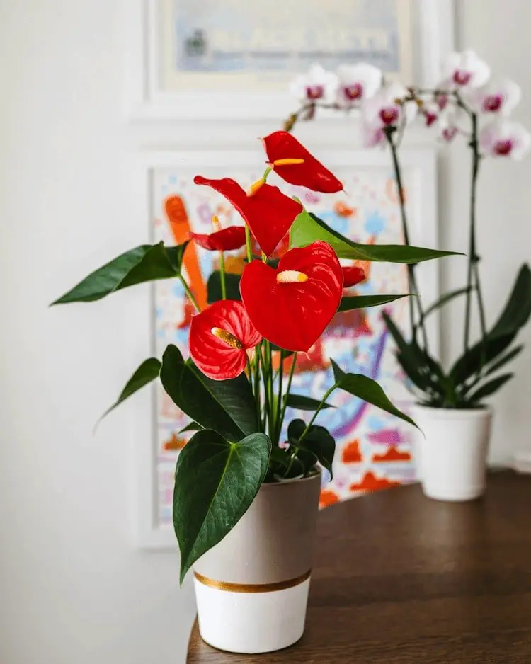 Anthurium plant with glossy leaves and red flowers
