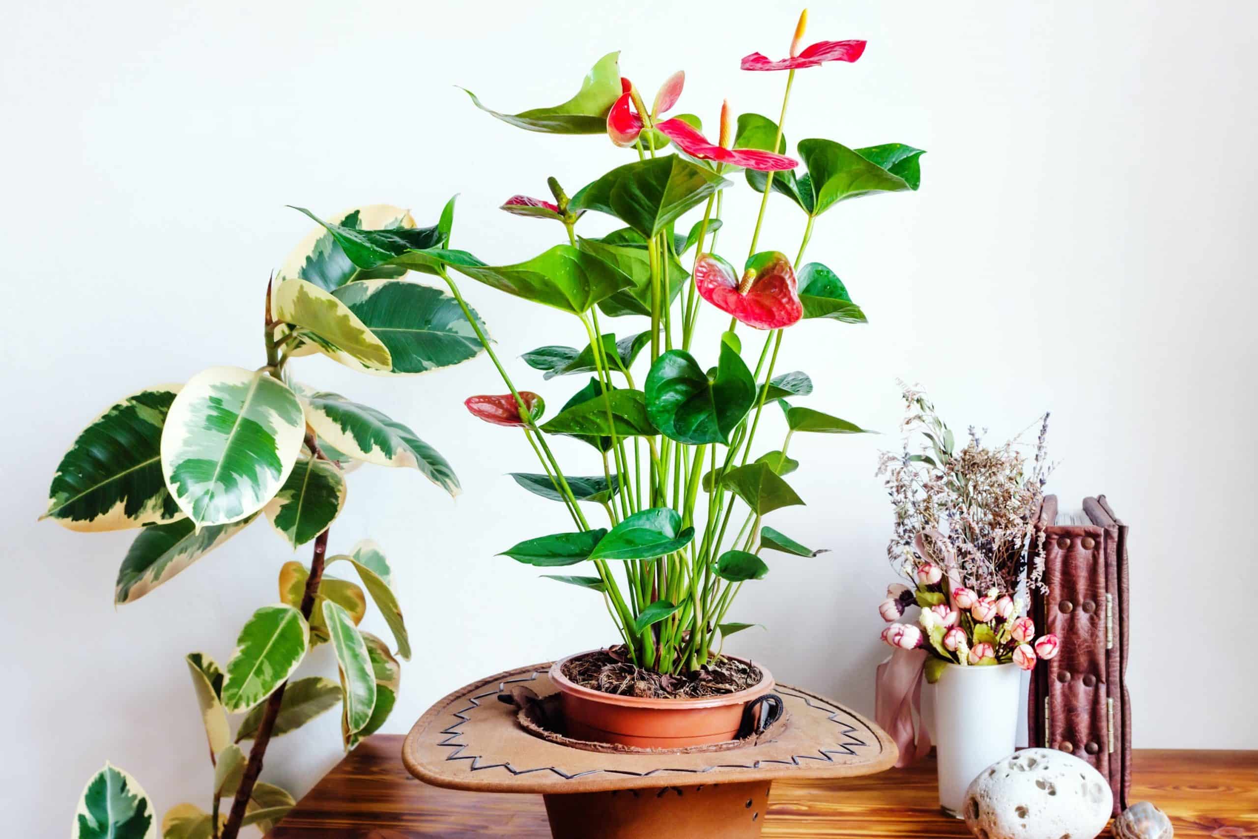 Healthy anthurium growing indoors