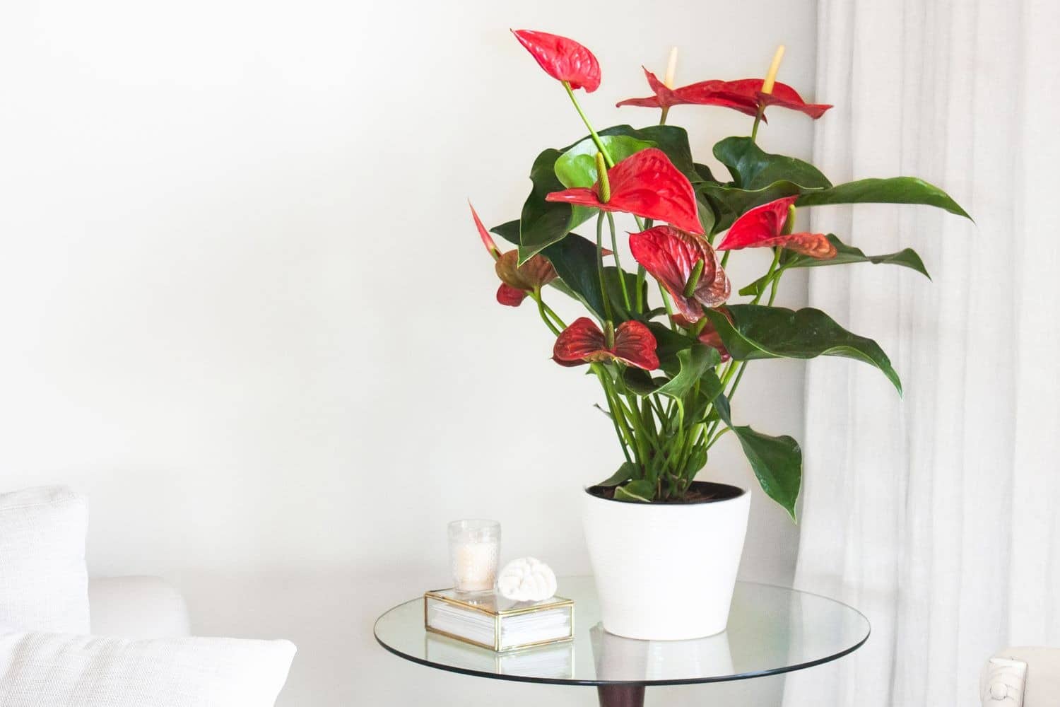 Anthurium flowers thriving in humid conditions