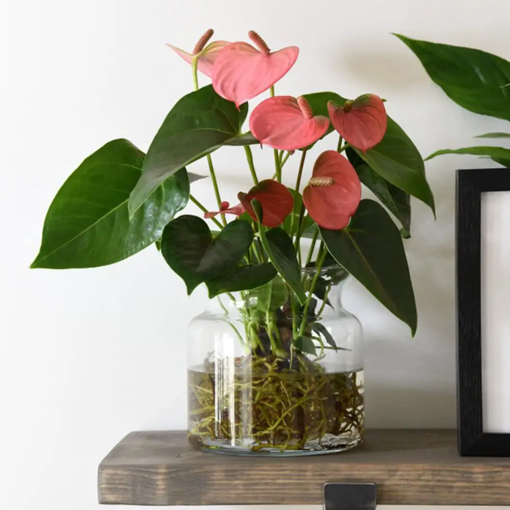 Decorative anthurium plant in a pot