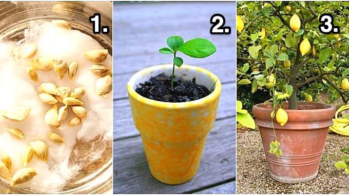 A young potted lemon tree with vibrant green leaves