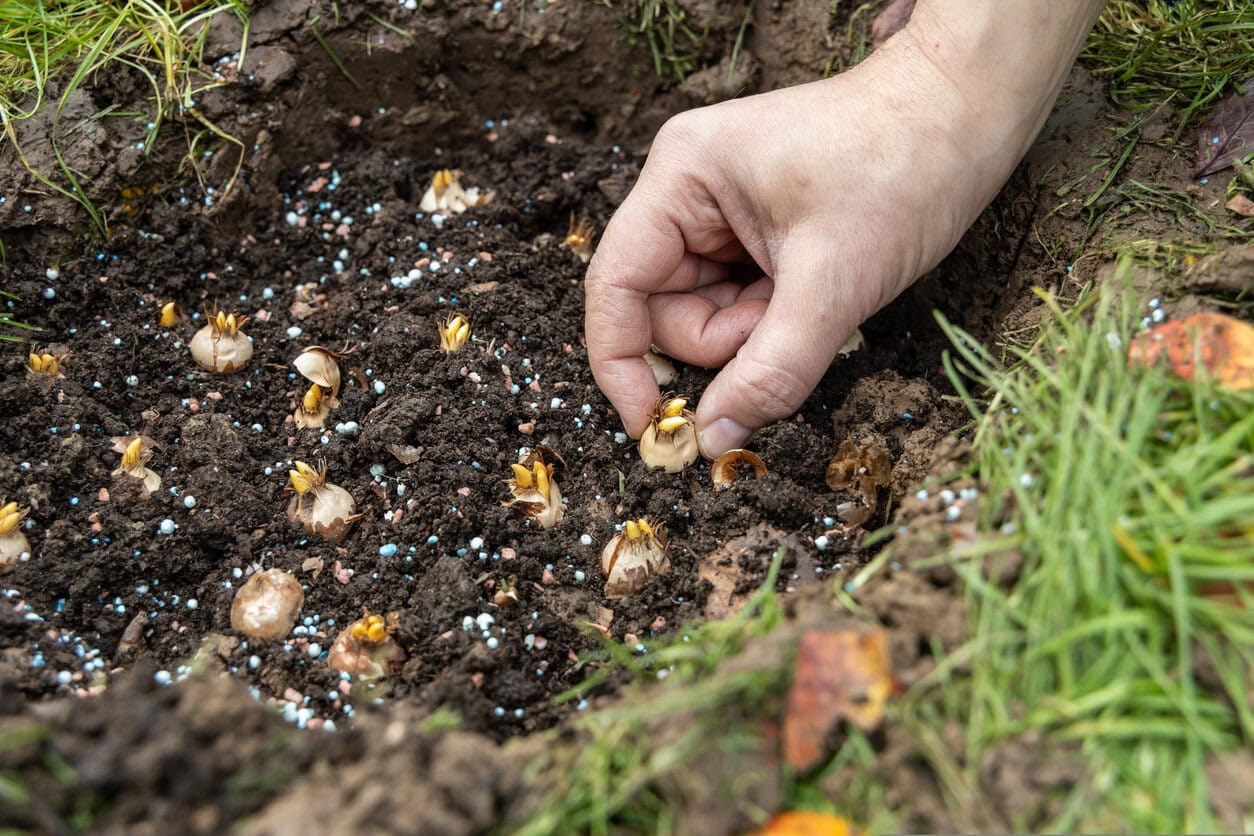 sowing crocus