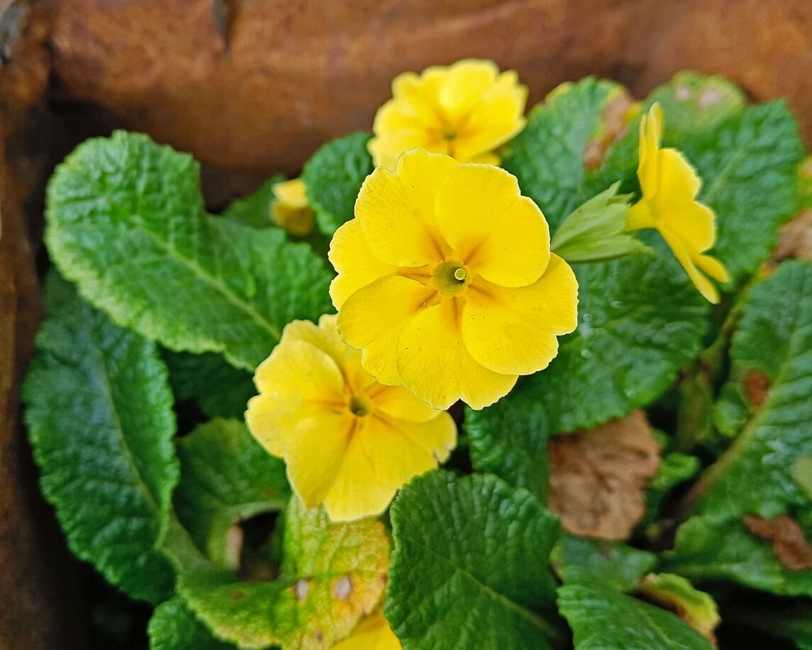 Primrose