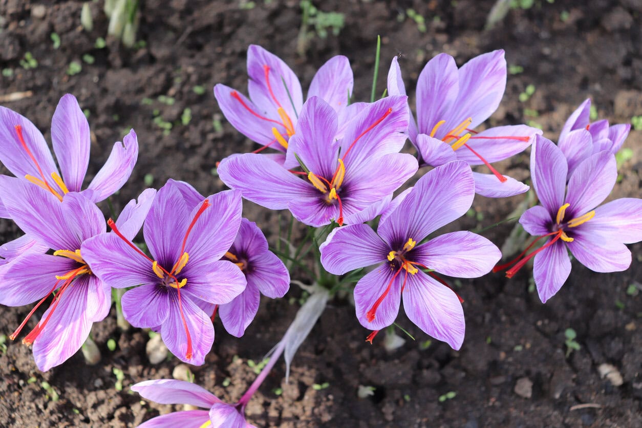 Crocus sativus