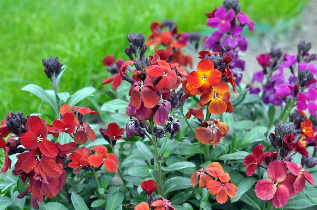 Wallflower (Erysimum Cheiri)