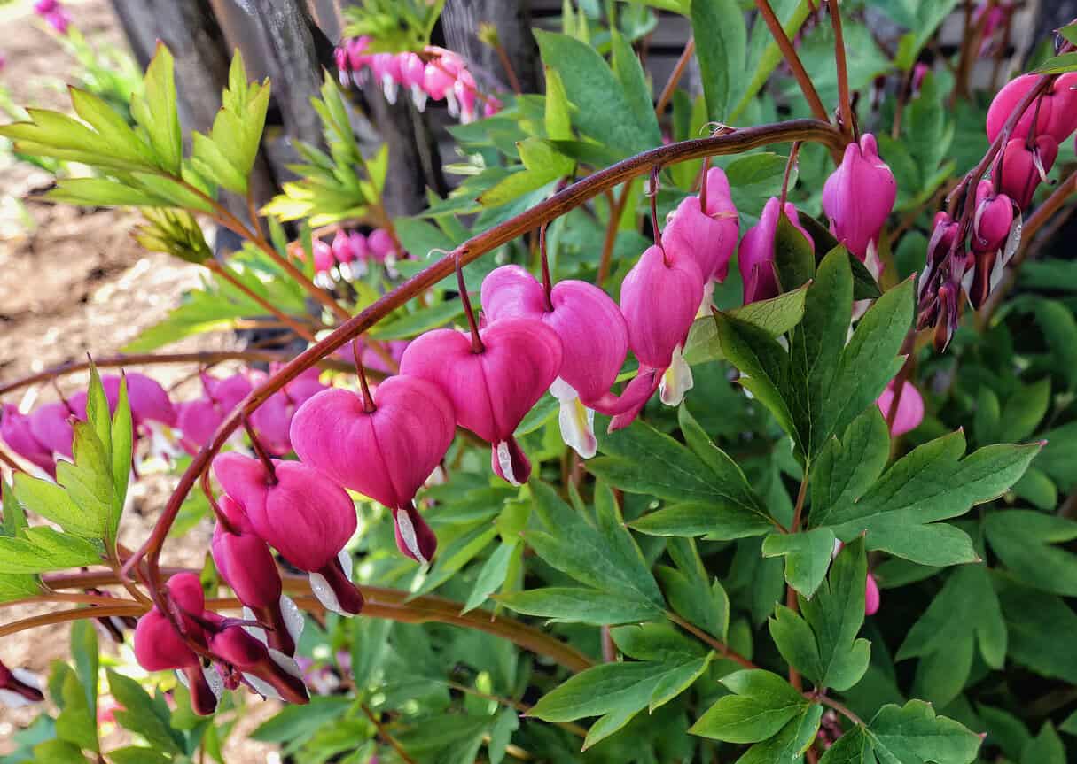 Bleeding Heart (Dicentra)