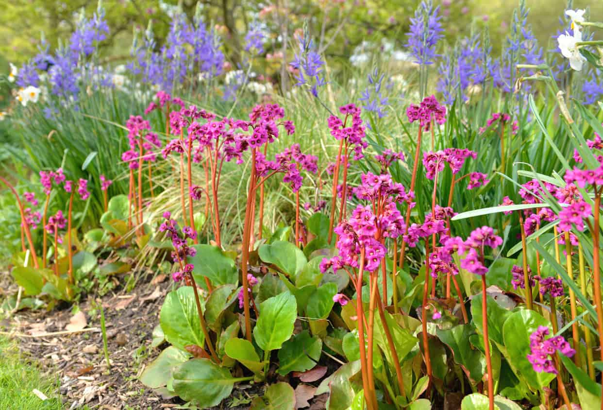 Bergenia Cordifolia Spring flower garden