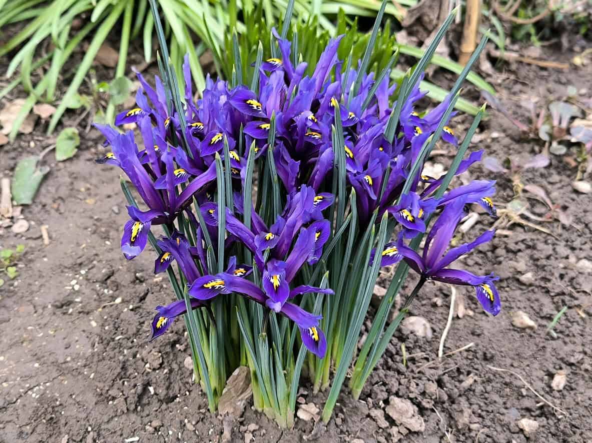 Iris Reticulata