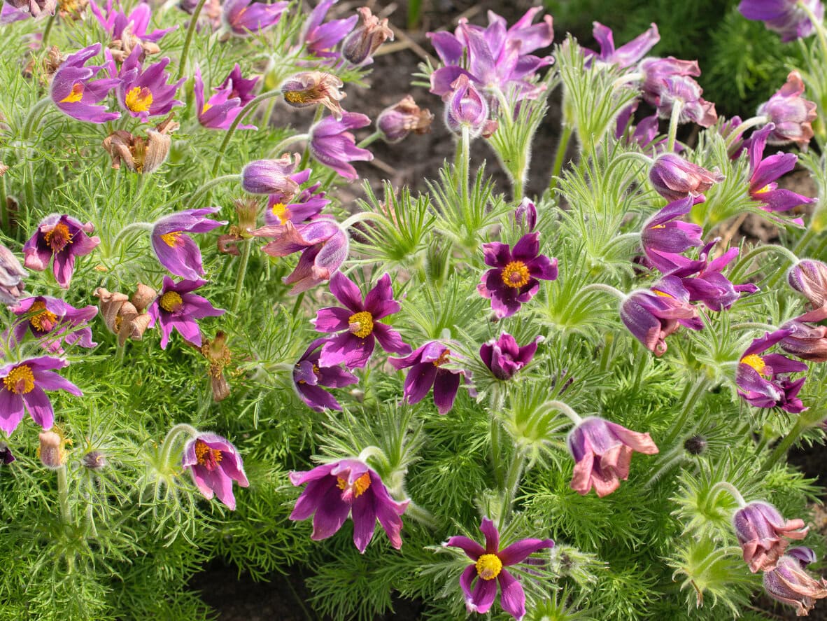 Pasqueflower