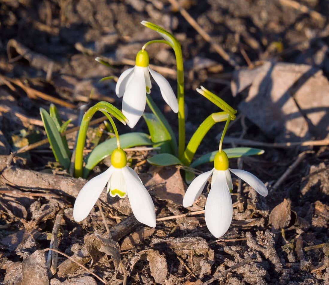 Snowdrops (Galanthus)