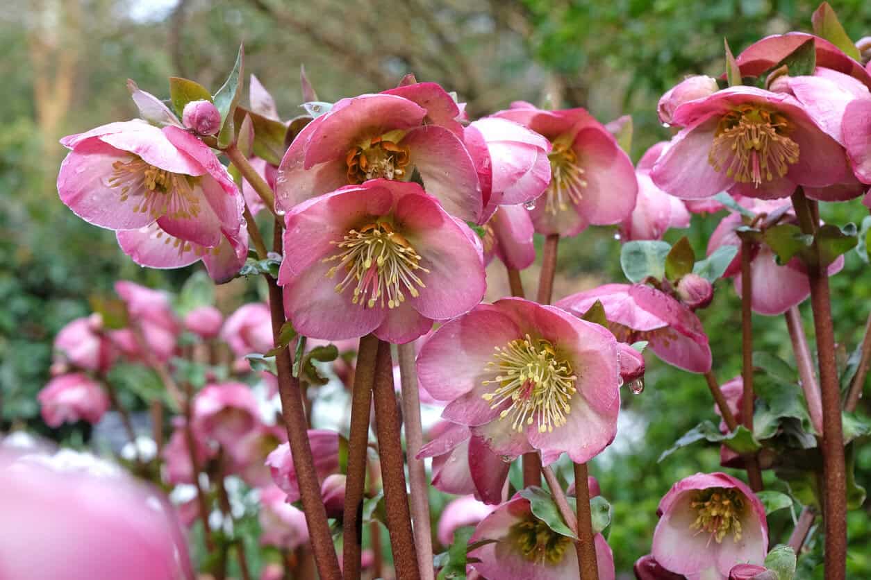 Hellebores