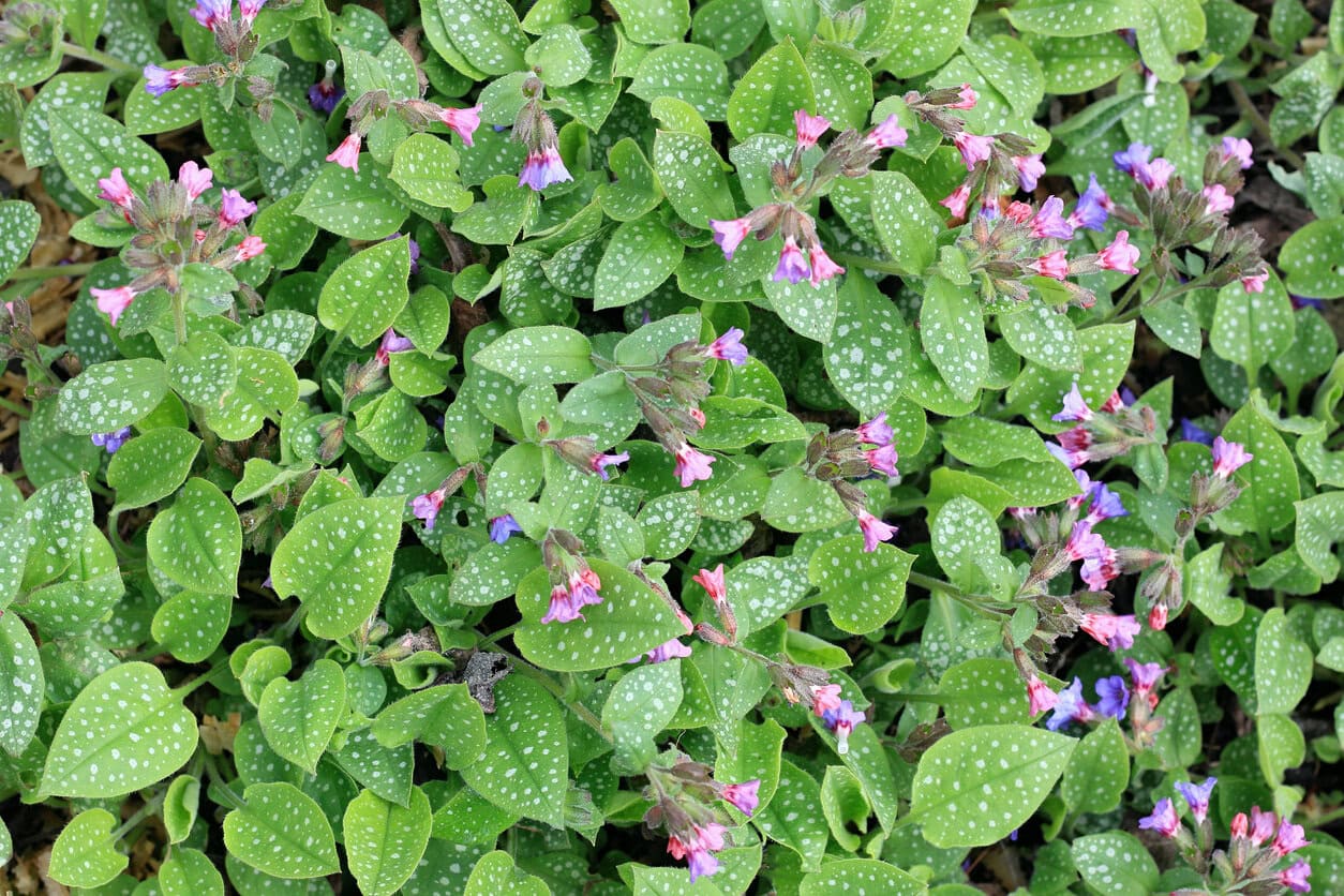 Lungwort