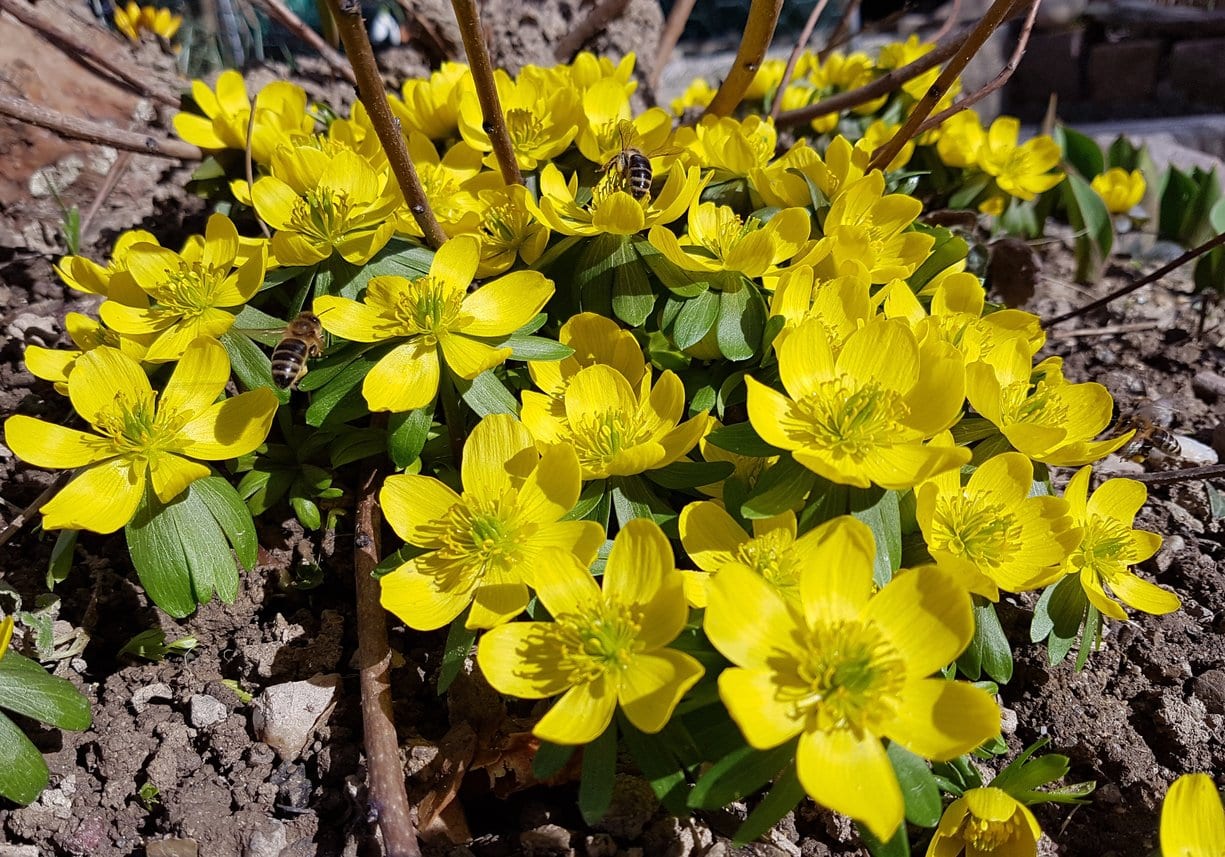 Winter Aconite (Eranthis hyemalis)