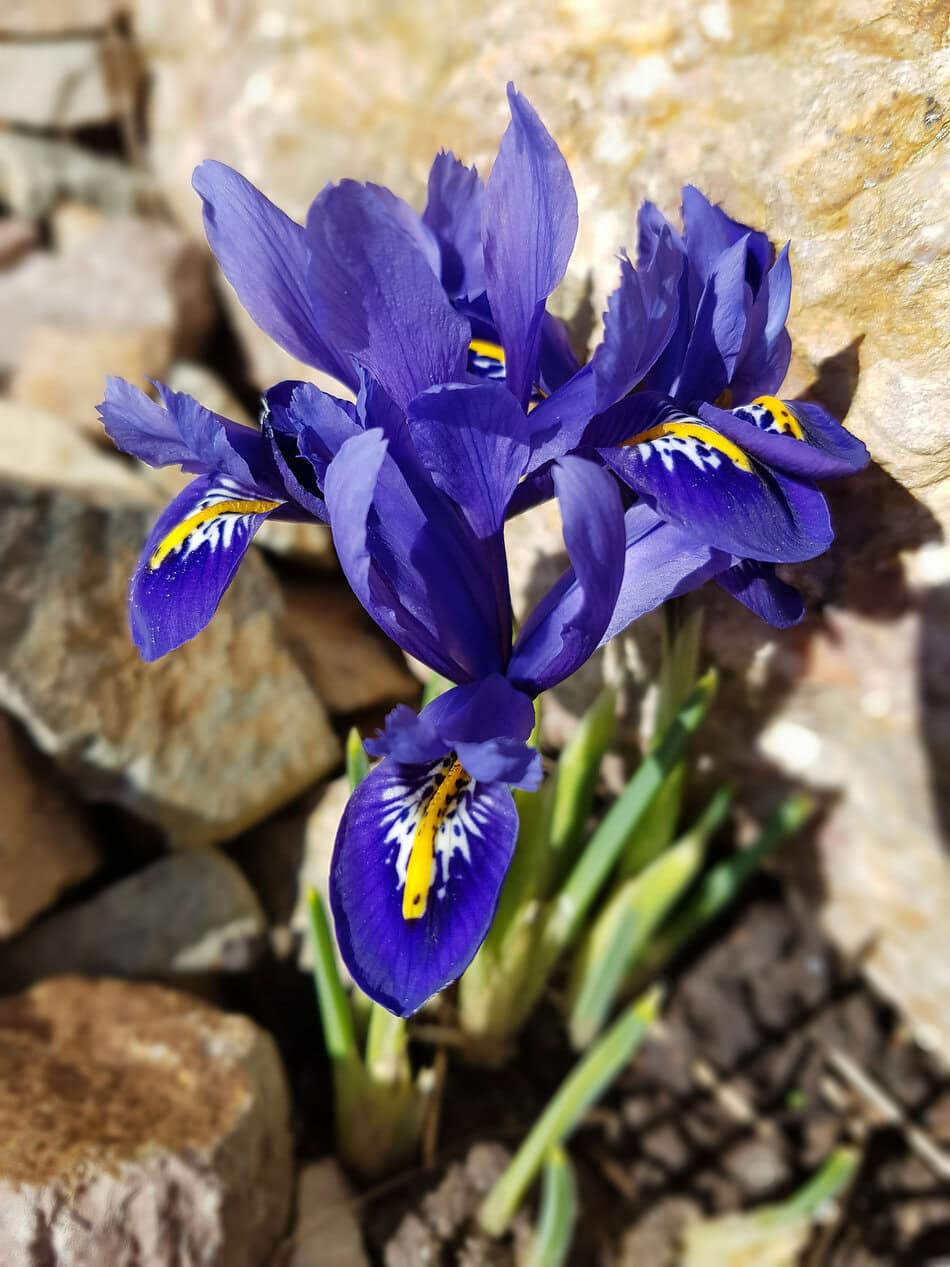 Iris reticulata