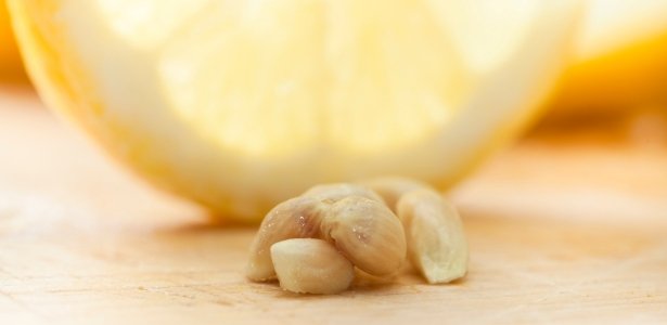 Dried lemon seeds next to a cup of herbal infusion