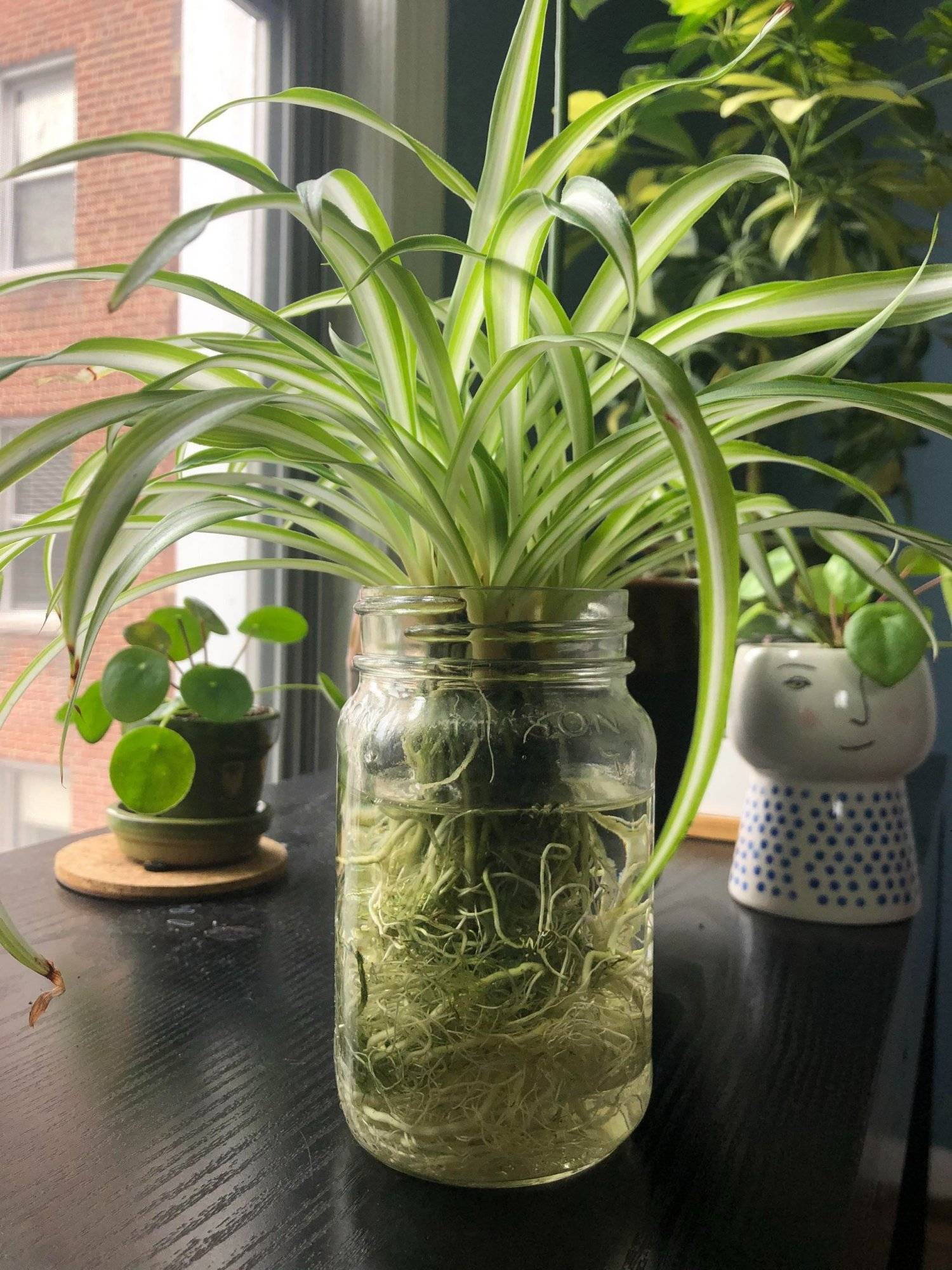 Spider plant baby placed in water for propagation