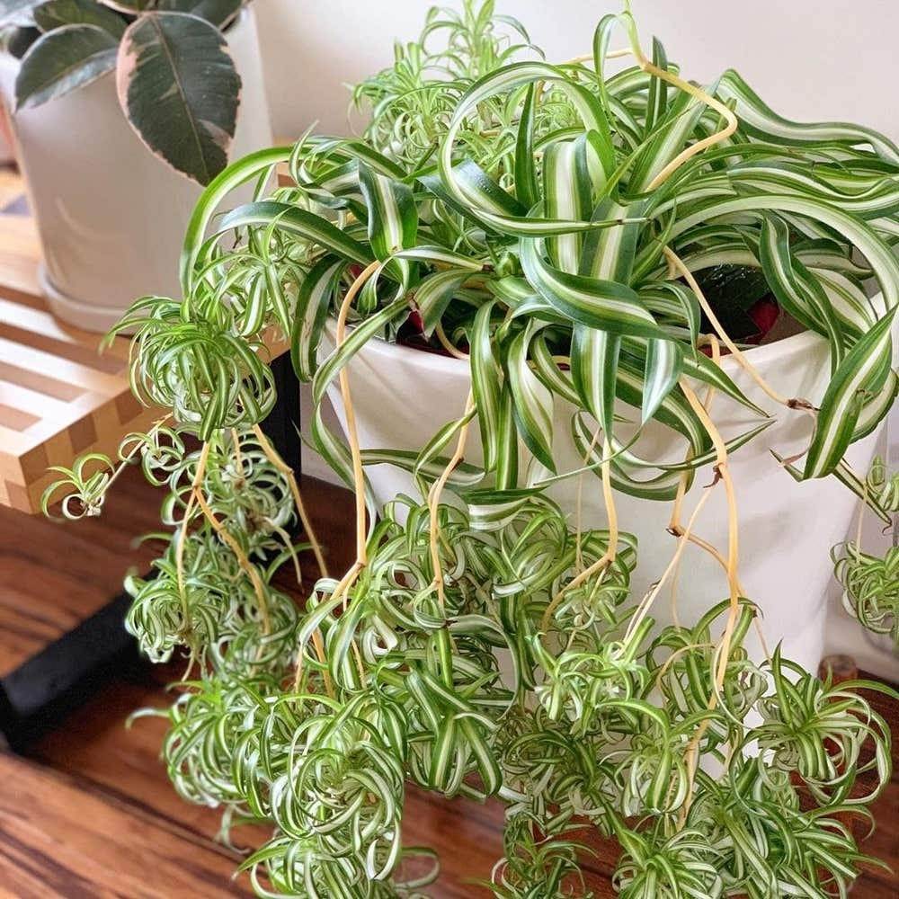 Rooted spider plant baby planted into soil