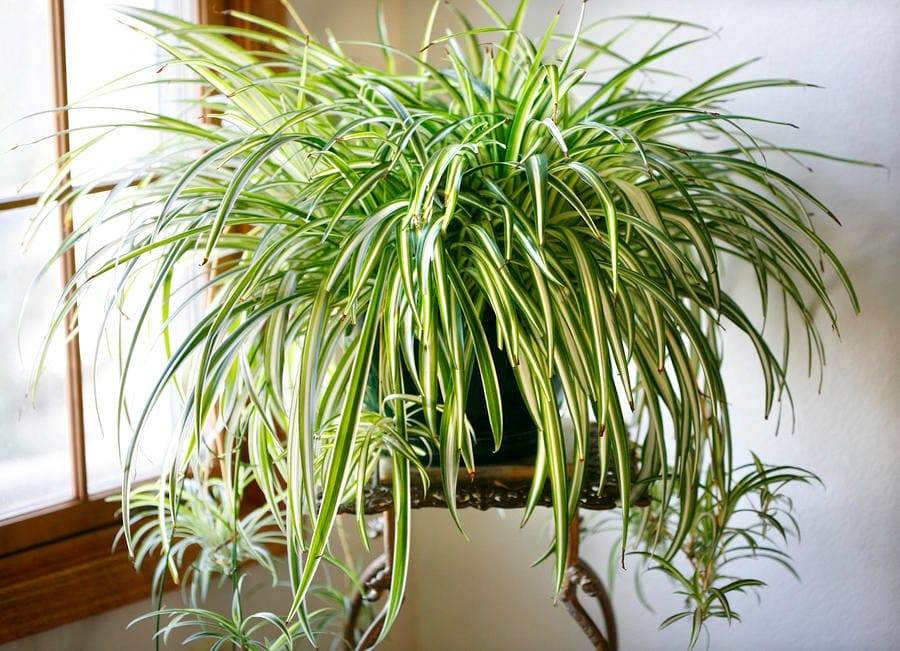 Healthy spider plant with arching leaves indoors