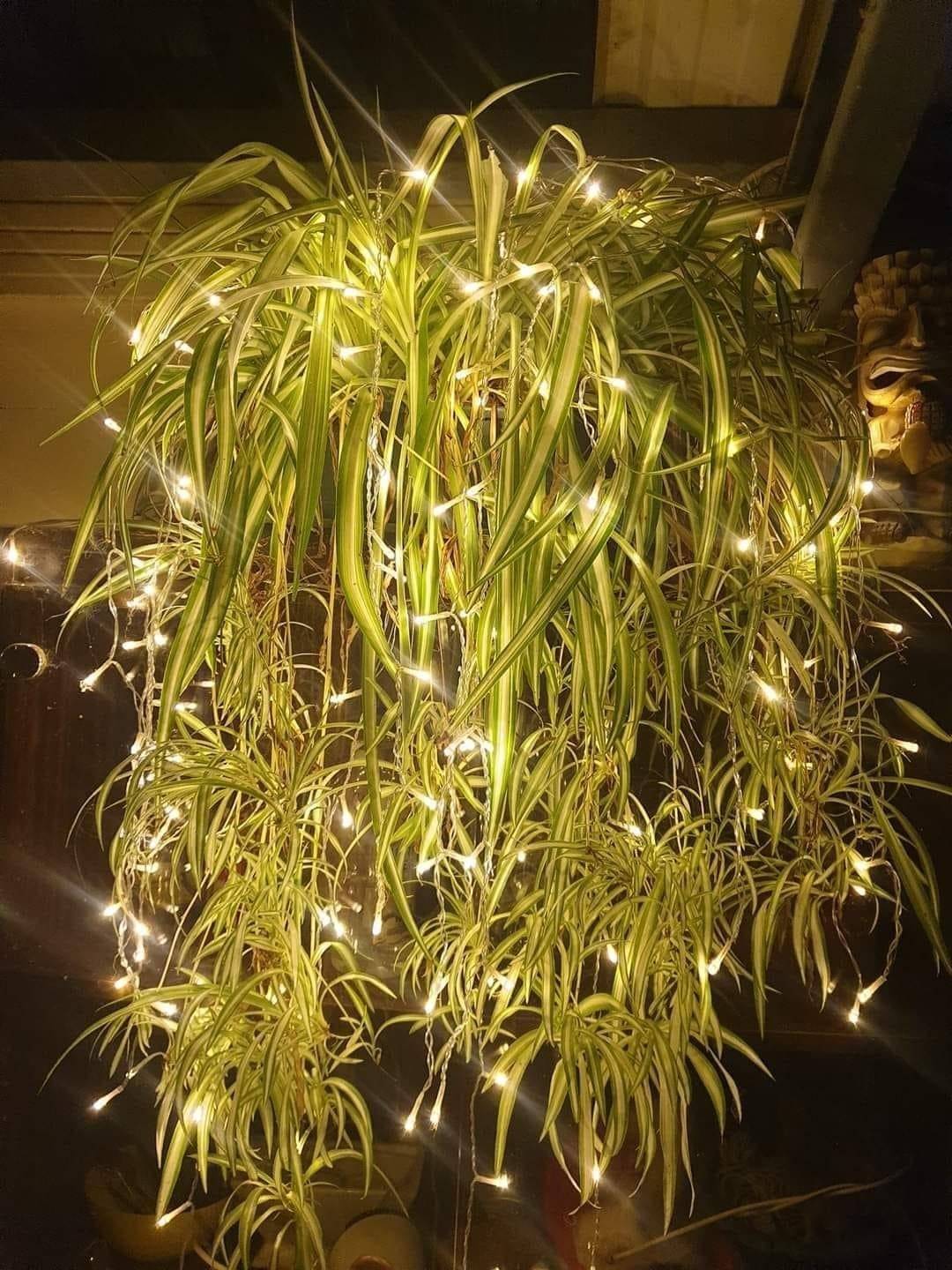 Mature spider plant used as an indoor decorative plant