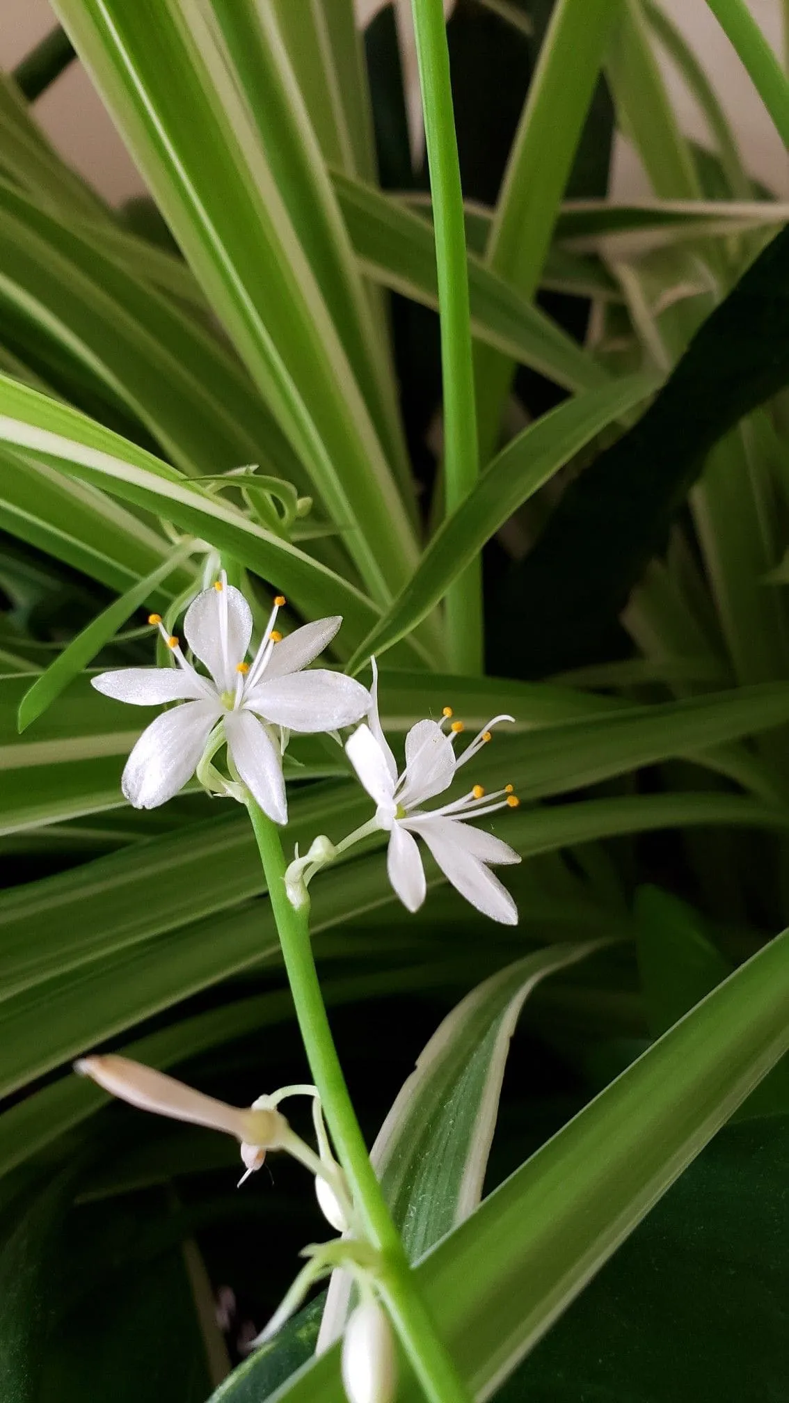 Spider plant flowers fading and forming spiderettes
