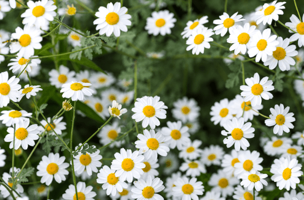 Chrysanthemum-derived pyrethrum powder for bedbug control
