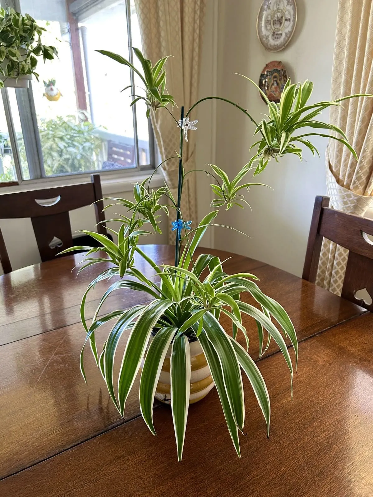 Spider plant growing slightly root-bound in a pot
