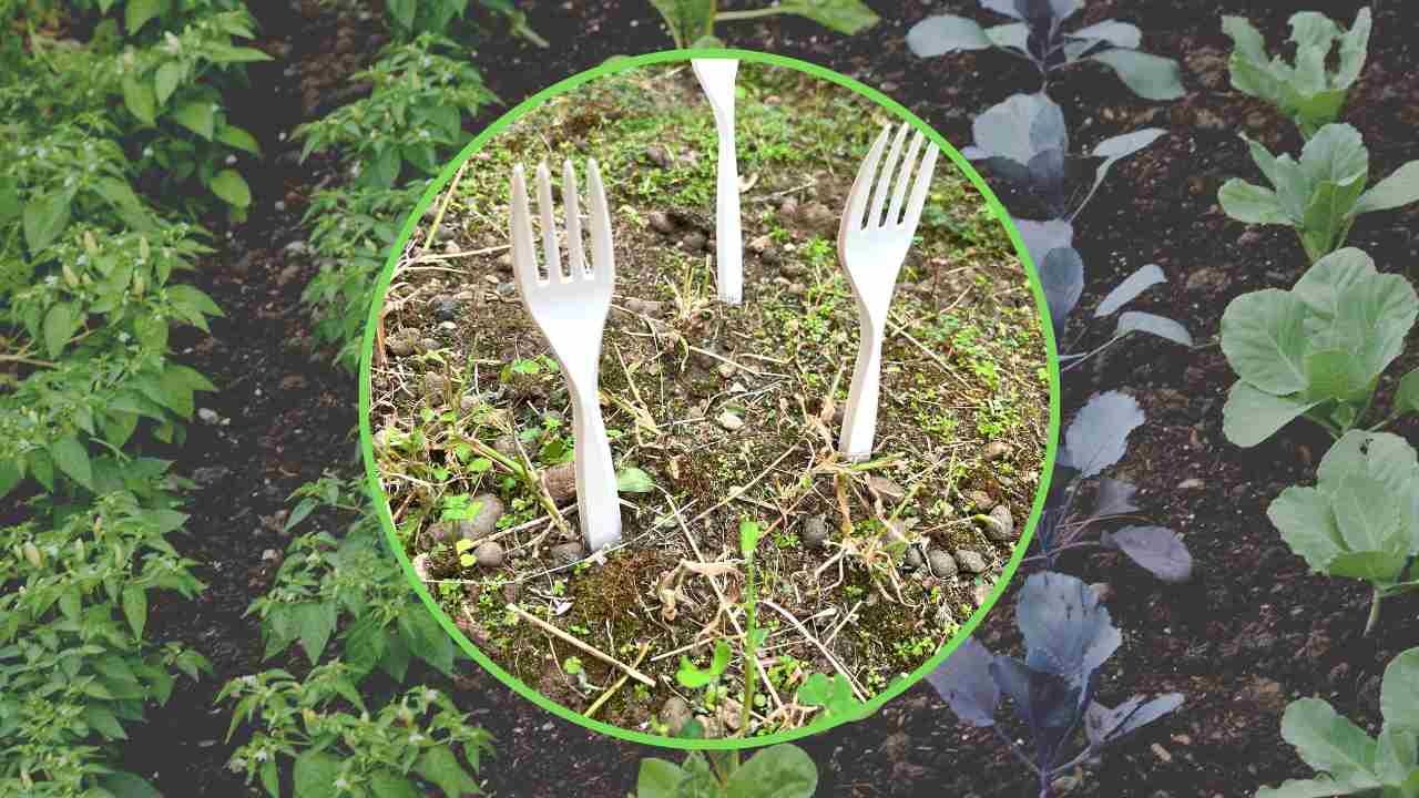 Plastic forks inserted into the soil around plants
