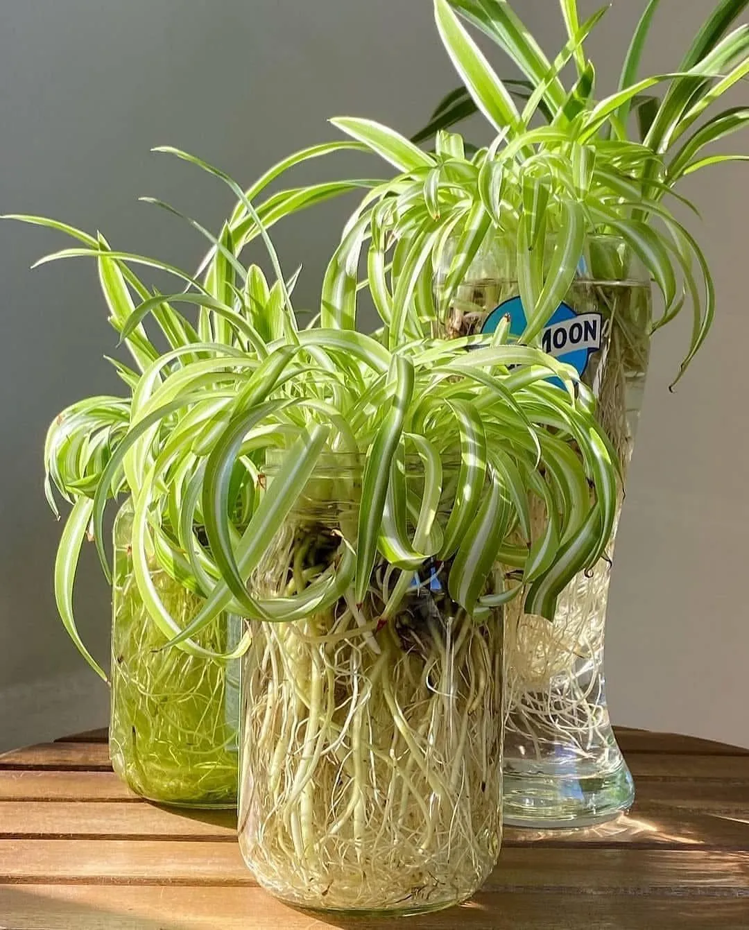 Watering and fertilizing a spider plant