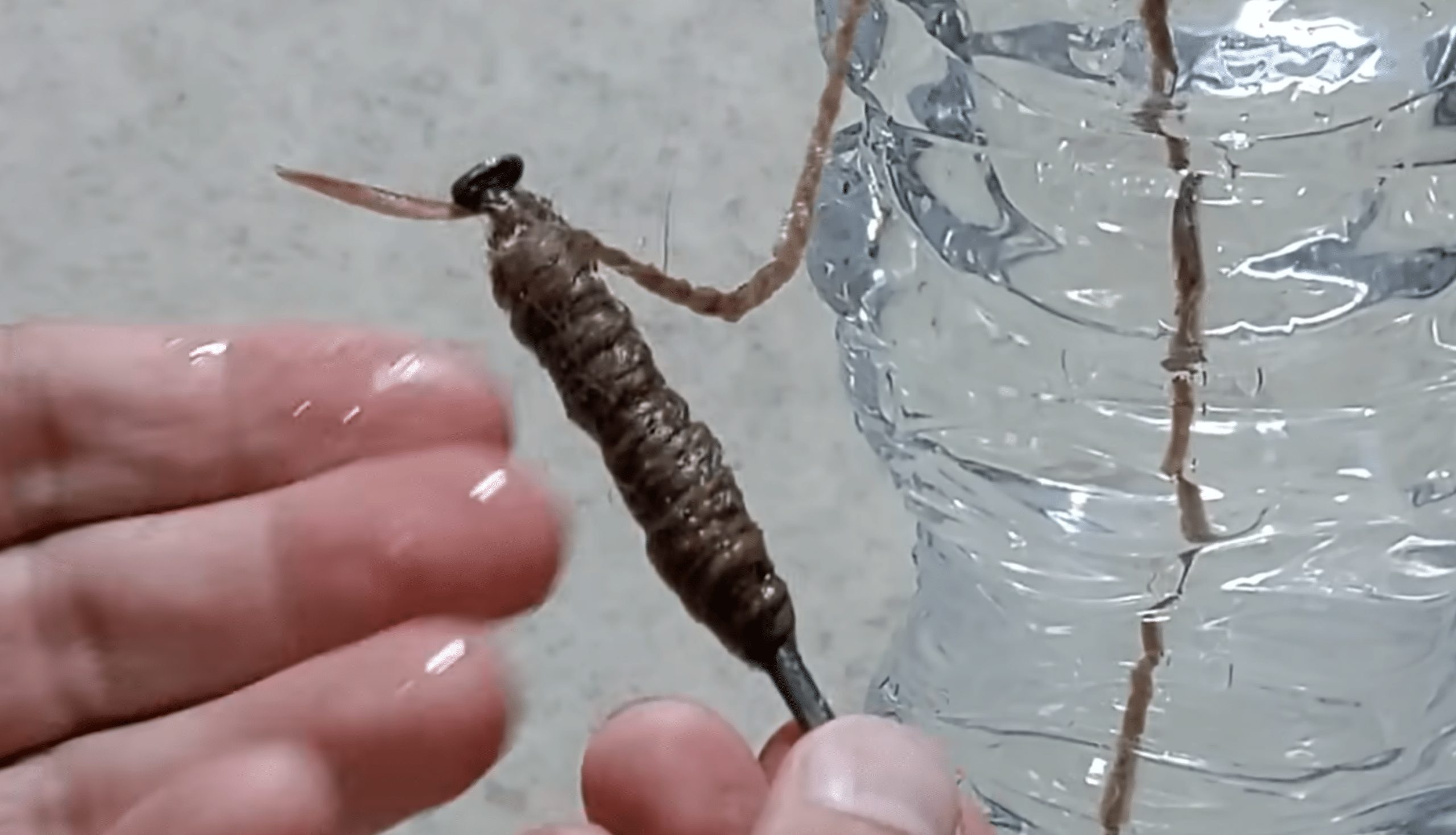DIY watering system using string and a water bottle